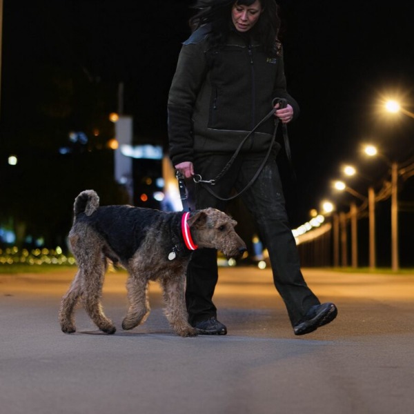 Hund mit rotem LED Leuchthalsband zur Sicherheit in der Dämmerung in Stuttgart City- Schlossgarten