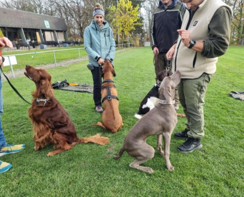 Vier entspannte Hunde sitzen unter Ablenkung auf einem Hundeplatz mit dem Rücken zueinander und halten zuverlässig das Signal „Sitz“. Diese Übung zeigt die Fokussierung und Impulskontrolle der Hunde trotz des ungewöhnlichen Aufbaus.