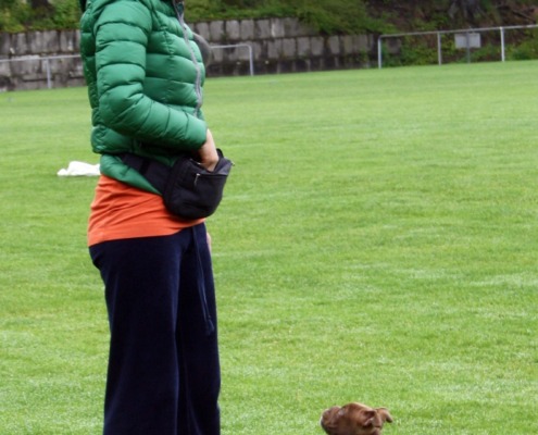 Welpe sitzt aufmerksam und beobachtet sein Frauchen - auf dem Trainingsgelände Gaisburg der Hundeschule Stuttgart