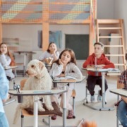 Schulhunde- oft eingesetzt auch in Stuttgarter Schulen