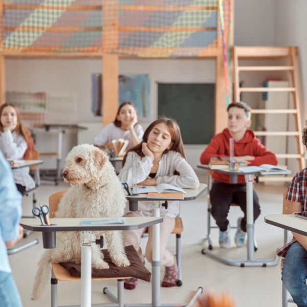 Schulhunde- oft eingesetzt auch in Stuttgarter Schulen