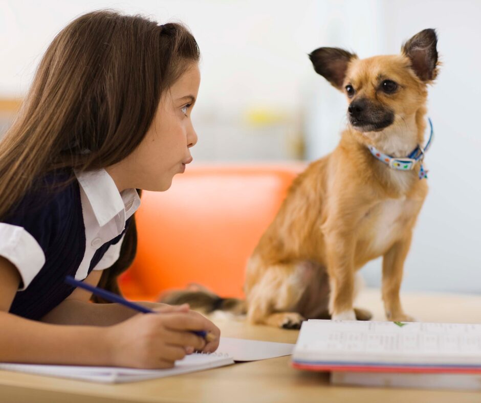 Schulhunde helfen Kindern sich zu konzentrieren