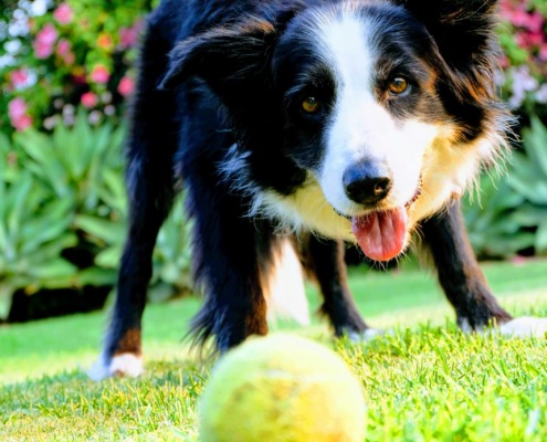 Hund spielt mit Ball am Bismarkturm- Balljunkie