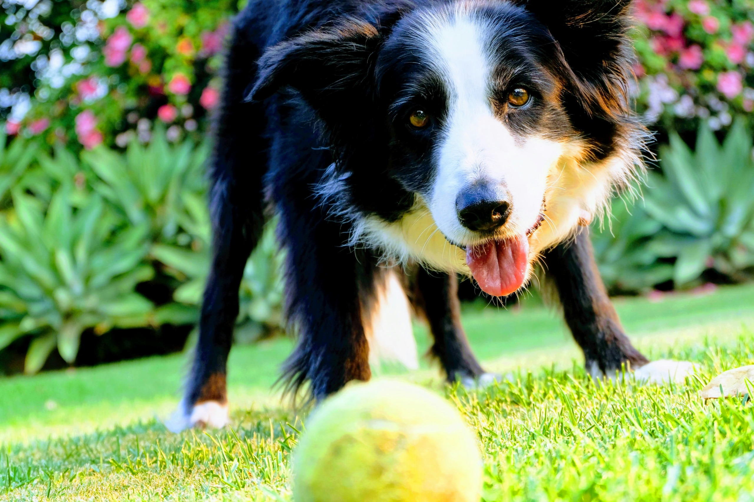 Hund spielt mit Ball am Bismarkturm- Balljunkie