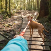 Hundetraining Killesberg 1