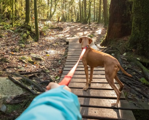 Gipfelstürmer - zum nachhaltigen Lernerfolg! Hund zieht sein Frauchen durch den Wald!