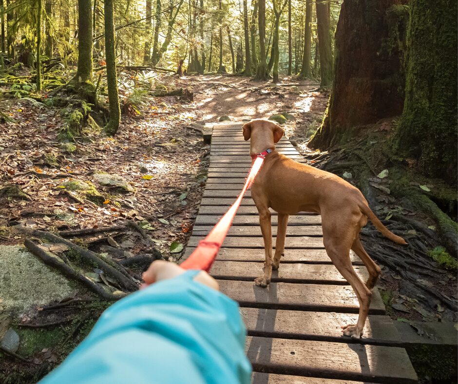 Hundetraining Killesberg 1