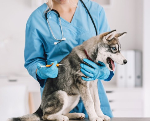 Welpen-Impfung - Tierarztbesuch in Stuttgart