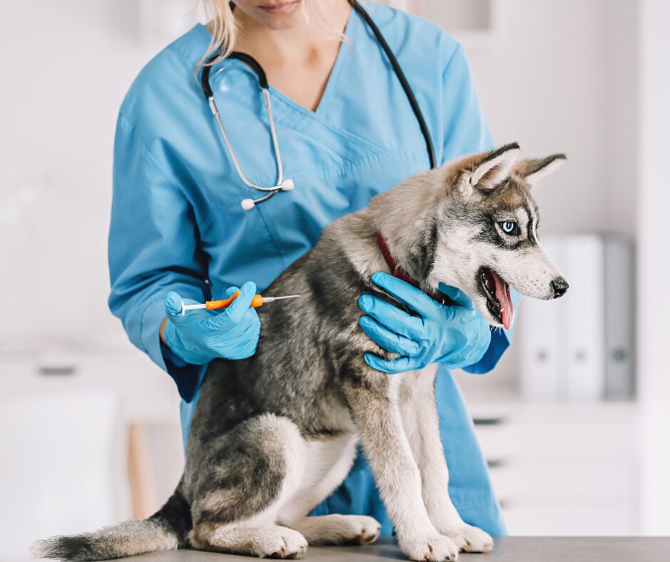 Impfungen beim Welpen- Tierarztbesuch in Stuttgart