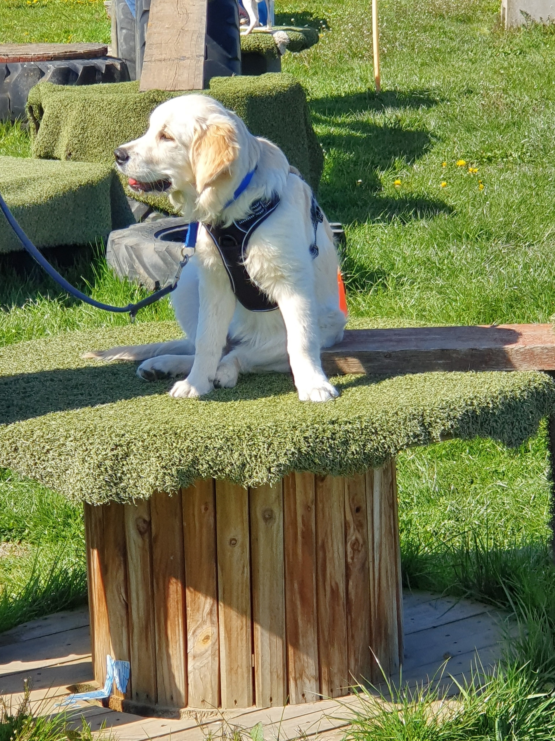 Mobility Fokus Koordination Hundeschule Stuttgart Leinfelden
