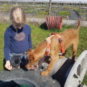 Mobility Hundeschule Stuttgart Leinfelden Fokus
