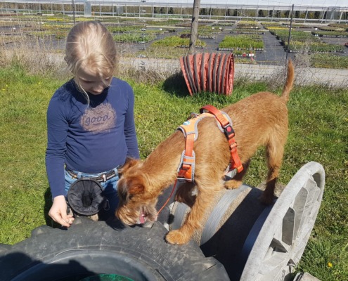 Langsamkeit im Hundetraining- hier eine junger Hund beim konzentrierten überwinden von einem Hindernis