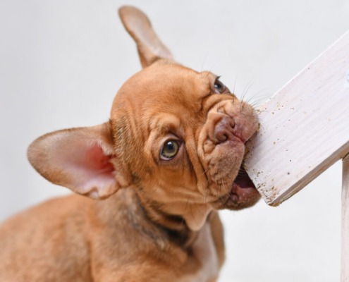 Welpen-Wahnsinn-wenn der Welpe seine wilden 5 Minuten hat und alles anknabbert und in Hände und Hosenbeine schnappt.