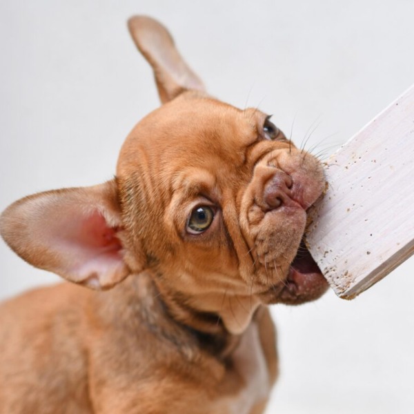 Welpe Beisshemmung Stuttgart