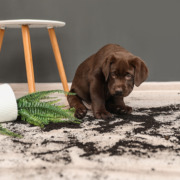 Chaos Welpe- Vaihingen, Welpenerziehung-Hundeschule Stuttgart