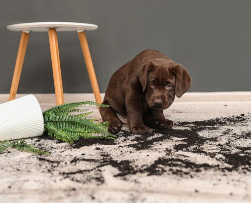 Chaos Welpe- Vaihingen, Welpenerziehung-Hundeschule Stuttgart