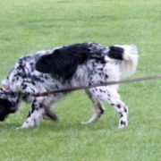 sinnvolle-Beschäftigung-Jagdhund-Degerloch-Hundeschule Stuttgart