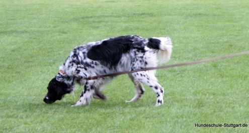 sinnvolle-Beschäftigung-Jagdhund-Degerloch-Hundeschule Stuttgart
