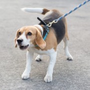 bellender Hund auf der Königsstrasse-Hundeschule Stuttgart