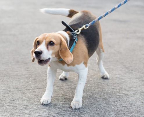 bellender Hund auf der Königsstrasse-Hundeschule Stuttgart