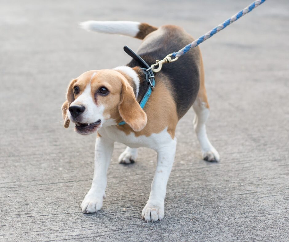 unterschiedliche Bedeutung von Lautäußerungen- bellender Hund auf der Königsstrasse-Hundeschule Stuttgart