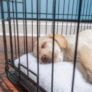 Hundebox-Hundeschule Stuttgart-Weilimdorf- Boxentraining