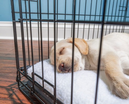Hundebox-Hundeschule Stuttgart-Weilimdorf- Boxentraining
