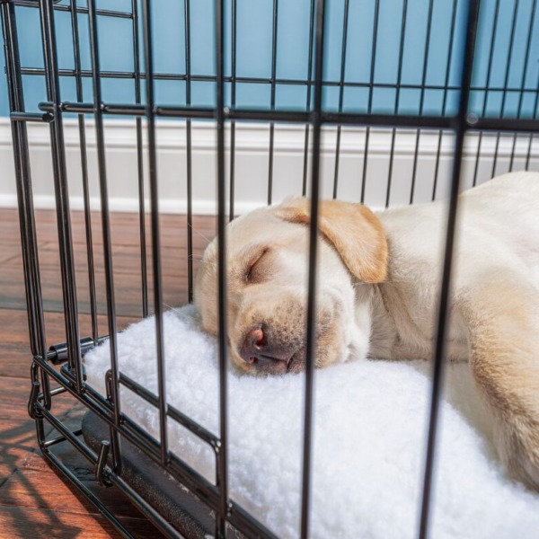 Hundebox-Hundeschule Stuttgart-Weilimdorf- Boxentraining