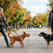 Stimmungsübertragung- Hundeschule Stuttgart- Schloßgarten