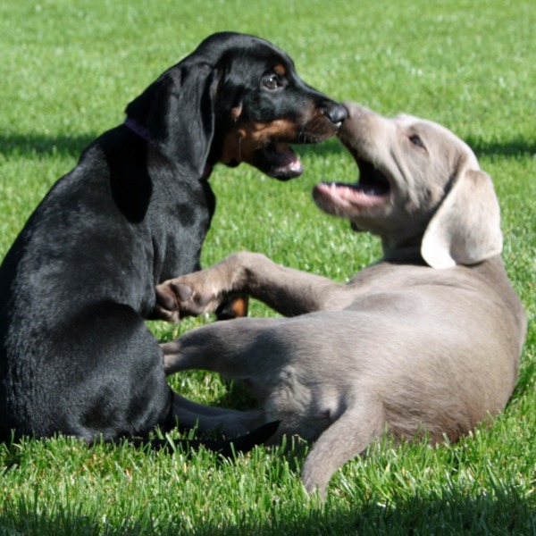 Welpen-Prägung-Hundeschule Stuttgart- Feuerbach- Welpenschule