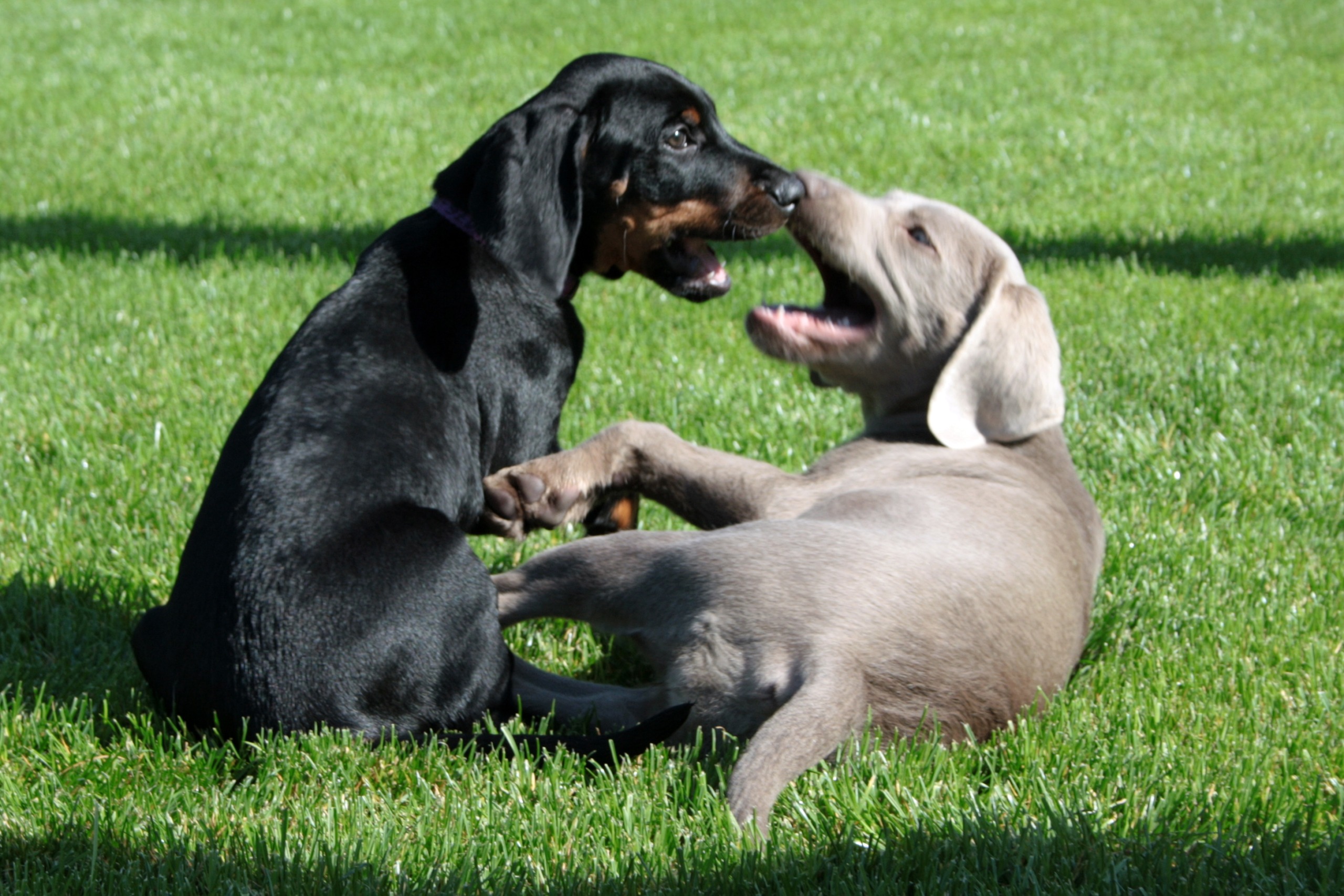 Welpen-Prägung-Hundeschule Stuttgart- Feuerbach- Welpenschule