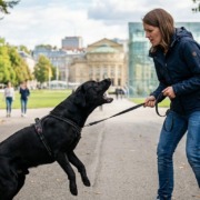 Ein schwarzer Labrador an einer straffen Leine verhält sich im Stuttgarter Schlossgarten reaktiv und aggressiv gegenüber einem Außenreiz, während die Halterin versucht, die Kontrolle zu behalten
