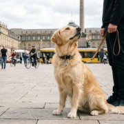 Hundetraining bei Stress erschwert das Lernen- Hier ein entspannter Golden Retriever im Einzeltraining vor dem neuen Schloß in Stuttgart