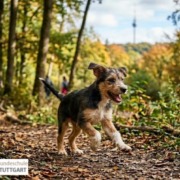 Welpe und Bewegung: kleiner Mischlingswelpe rennt auf einem Waldweg. Im Hintergrund sieht man den Fernsehturm