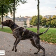 Ein jagdmotivierter Hund springt in Stuttgart an der Leine nach vorne, während im Hintergrund der Fernsehturm zu sehen ist; Symbolbild für mangelnde Impulskontrolle und Training in der Hundeschule Stuttgart.