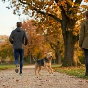 Hundetraining Rückruf in einem Stuttgarter Park: Ein Hund ignoriert einen Jogger und rennt zuverlässig zu seinem Frauchen zurück, im Hintergrund der Stuttgarter Fernsehturm.
