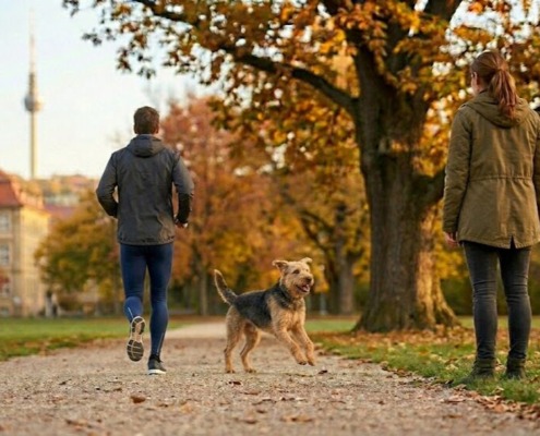 Hundetraining Rückruf in einem Stuttgarter Park: Ein Hund ignoriert einen Jogger und rennt zuverlässig zu seinem Frauchen zurück, im Hintergrund der Stuttgarter Fernsehturm.