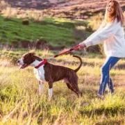 Hund zieht an der Leine- Leinenführigkeit trainieren in der Hundeschule Stuttgart. gestromter Boxer mit weißer Brust zeiht sein Frauchen einen Hügel hoch.