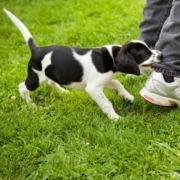 Welpentraining in der Hundeschule Stuttgart: Beißhemmung trainieren!
