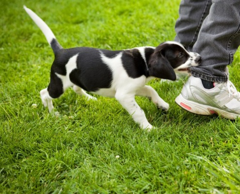 Welpentraining in der Hundeschule Stuttgart: Beißhemmung trainieren!