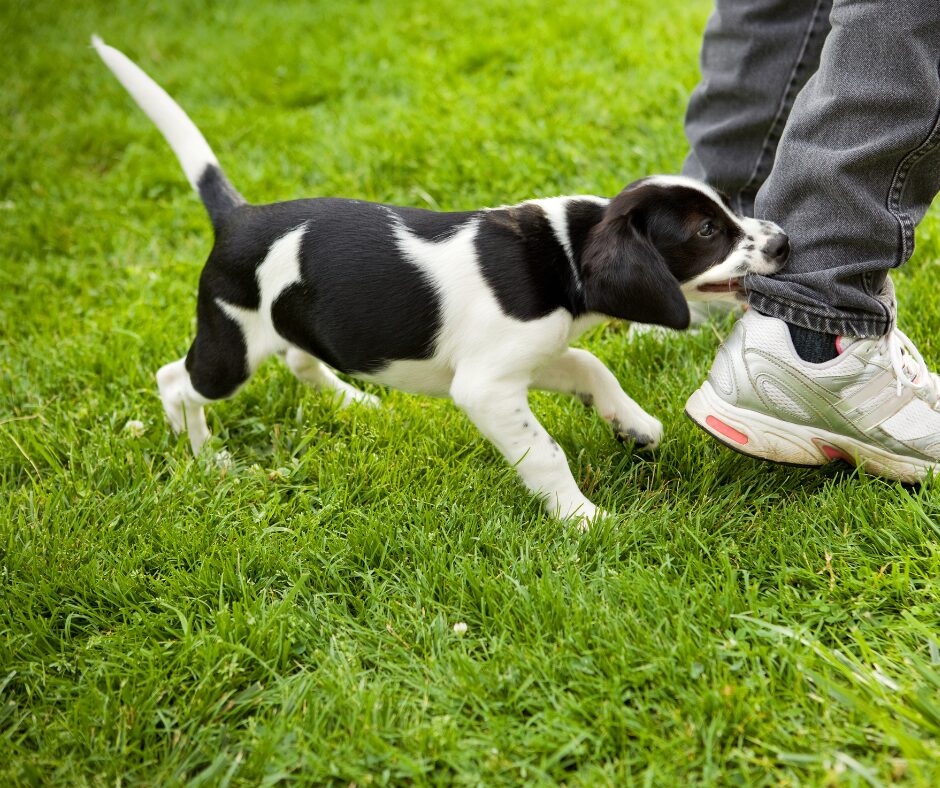Welpentraining in der Hundeschule Stuttgart: Beißhemmung trainieren!