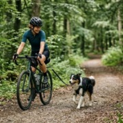 Radfahren mit Hund: Eine Radfahrerin im Sportdress mit Helm fährt im schattigen Wald auf einem unbefestigten Weg. Ihr Hund, ein Border Collie im Geschirr, trabt angeleint an einer speziellen Fahrradhalterung fröhlich neben dem Rad her. Professionelles Training der Hundeschule Stuttgart