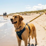 Ein Golden Retriever an einer langen Schleppleine am Strand mit einem Hundegeschirr, auf dem die internationale Vorwahl '+49' deutlich zu erkennen ist, symbolisiert Sicherheit im Urlaub.Urlaub mit Hund Checkliste